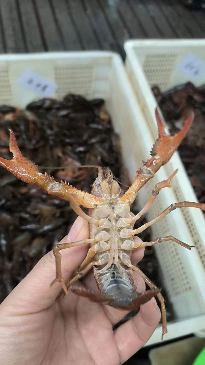 湖北潜江小龙虾批发，薄利多销