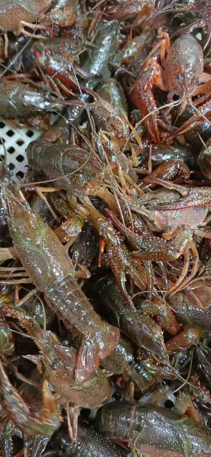 湖北潜江小龙虾批发，薄利多销