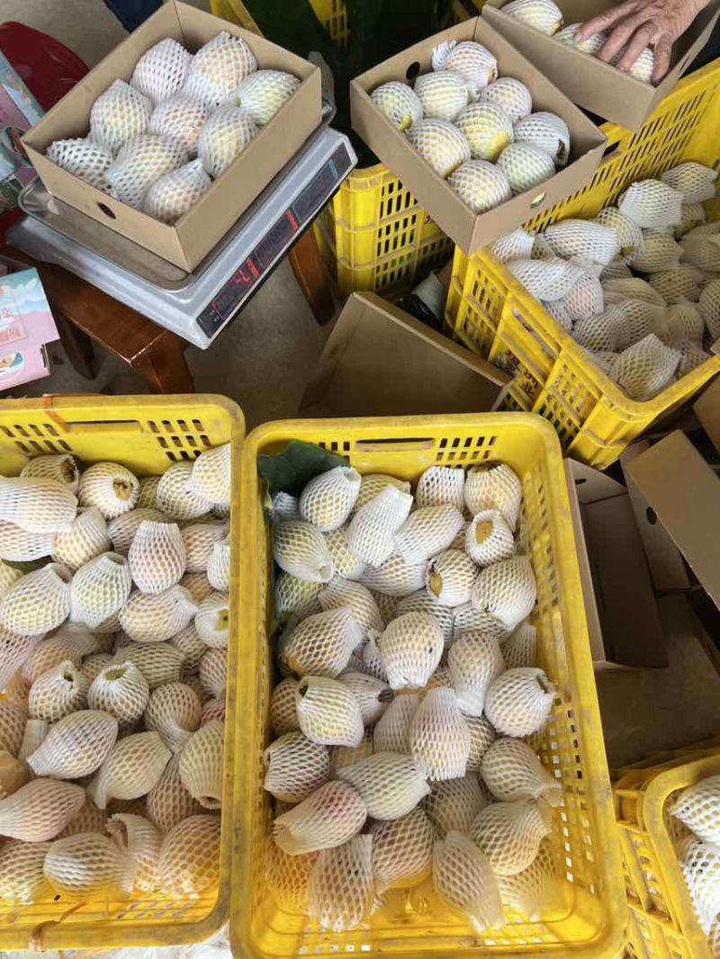 广东增城石厦胭脂红芭乐产地直供一件代发全国商超市场批发