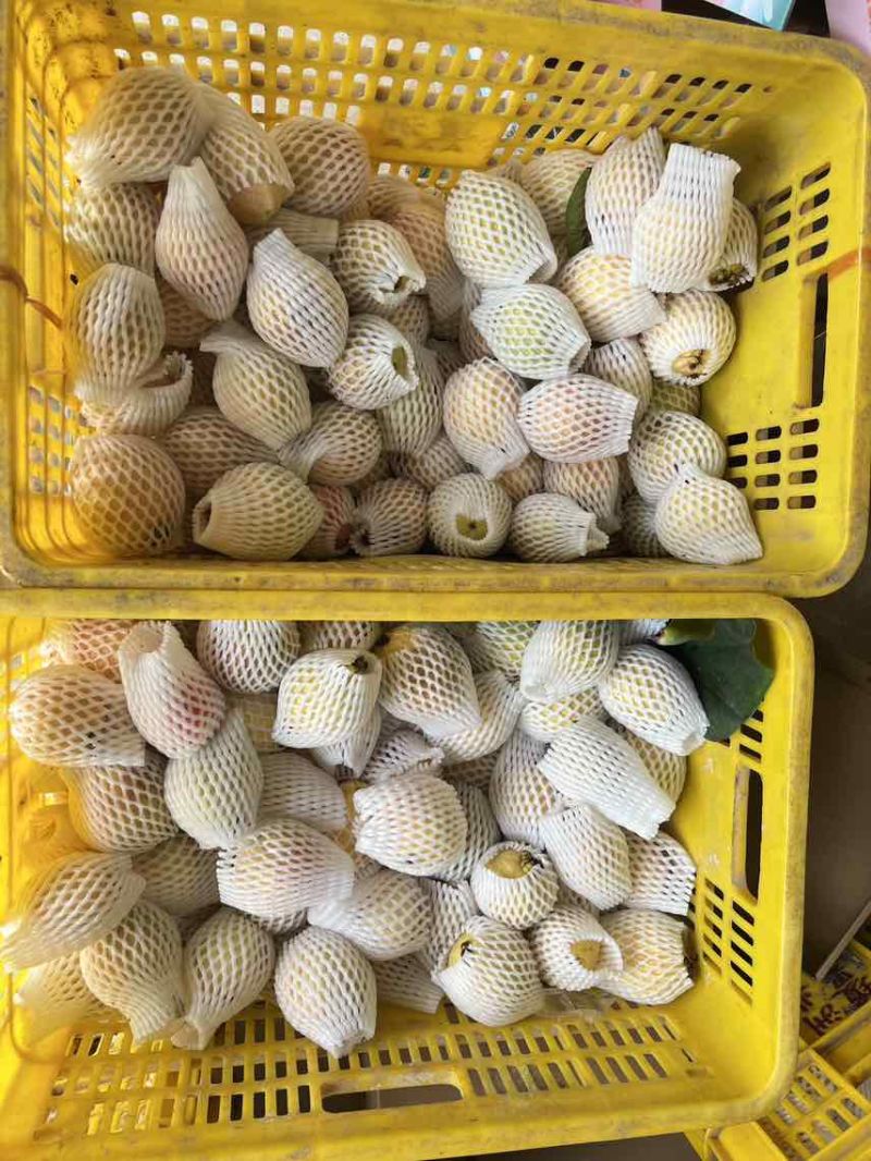 广东增城石厦胭脂红芭乐产地直供一件代发全国商超市场批发