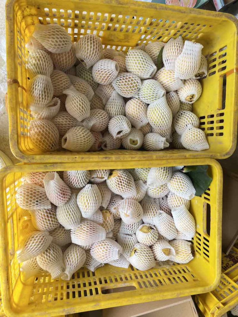 广东增城石厦胭脂红芭乐产地直供一件代发全国商超市场批发