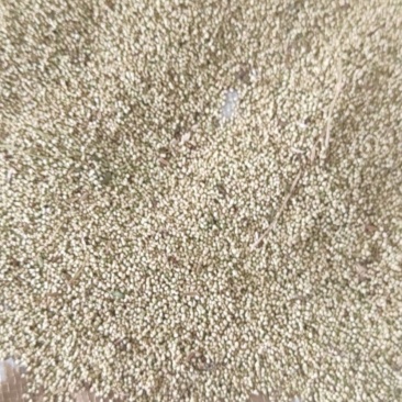 人工采手猫爪草种子