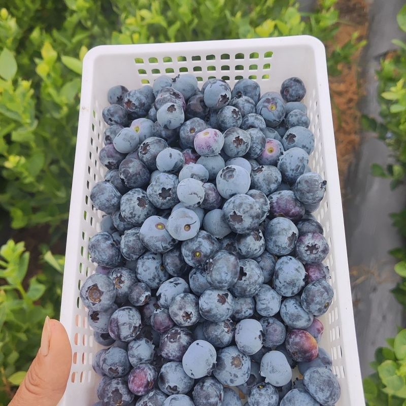 云南花香蓝莓基地直发保质保量现摘现发对接全国