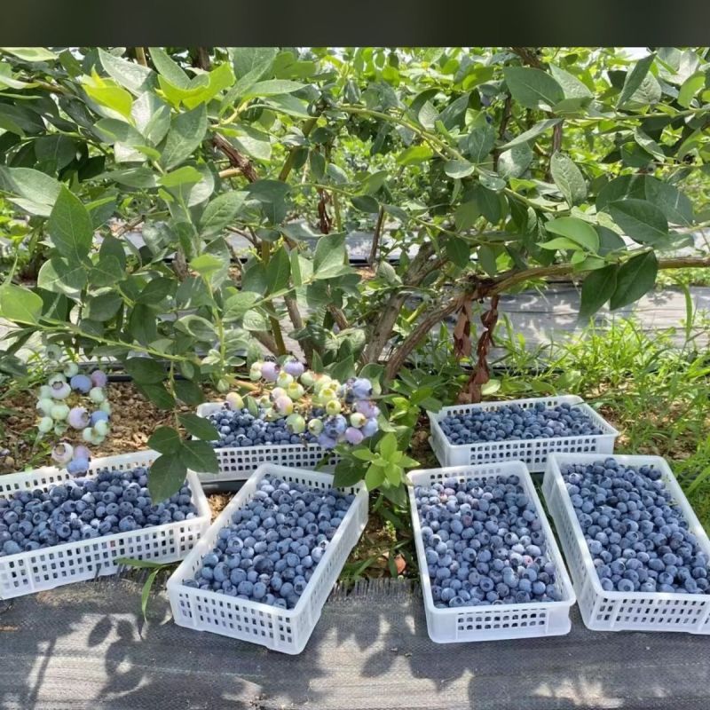 云南花香蓝莓基地直发保质保量现摘现发对接全国