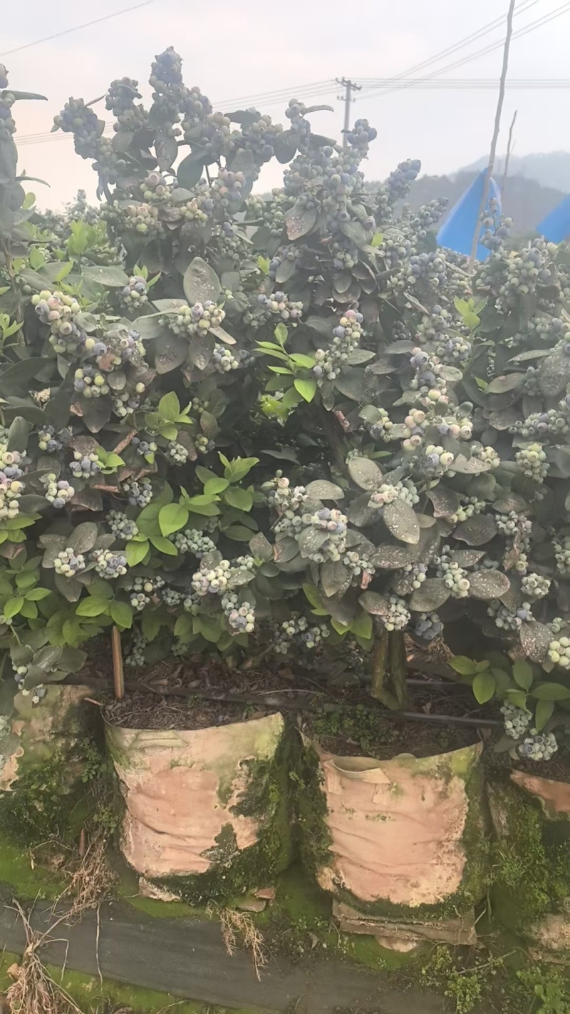 云南花香蓝莓基地直发保质保量现摘现发对接全国