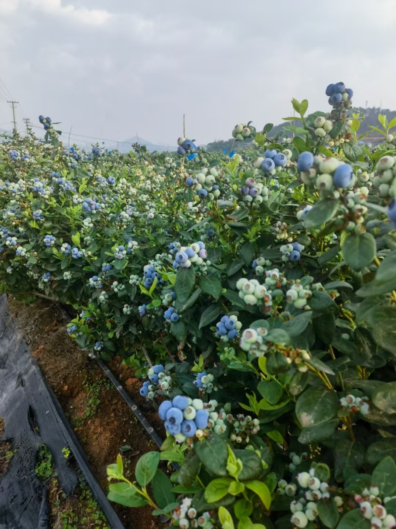 云南花香蓝莓基地直发保质保量现摘现发对接全国