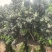 云南花香蓝莓基地直发保质保量现摘现发对接全国
