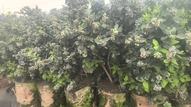 云南花香蓝莓基地直发保质保量现摘现发对接全国