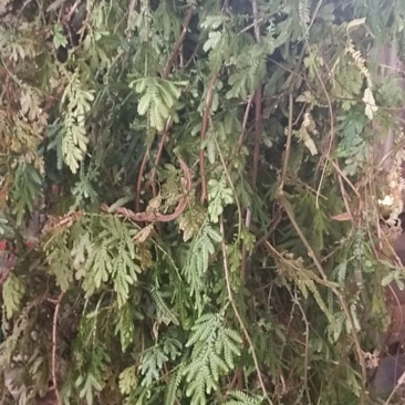 野生新鲜翠云草