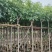 腊肠树3-18分，大量低价出售