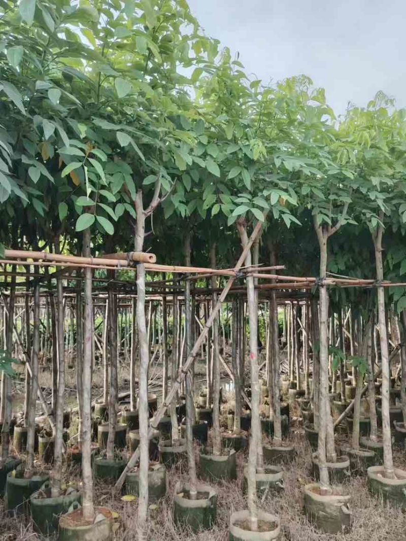 腊肠树3-18分，大量低价出售