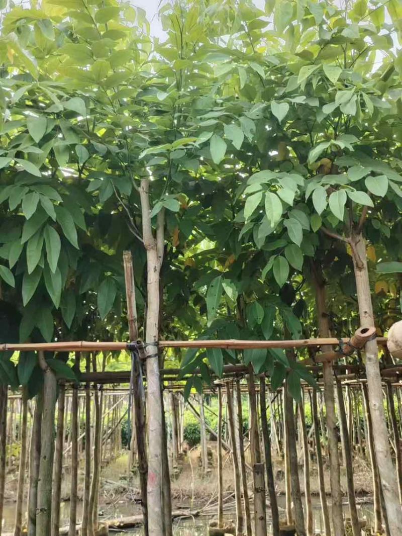 腊肠树3-18分，大量低价出售