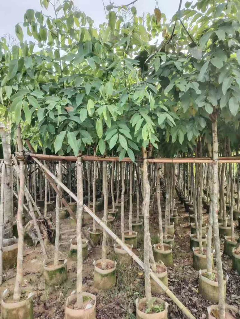 腊肠树3-18分，大量低价出售