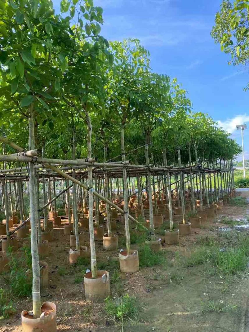 腊肠树3-18分，大量低价出售