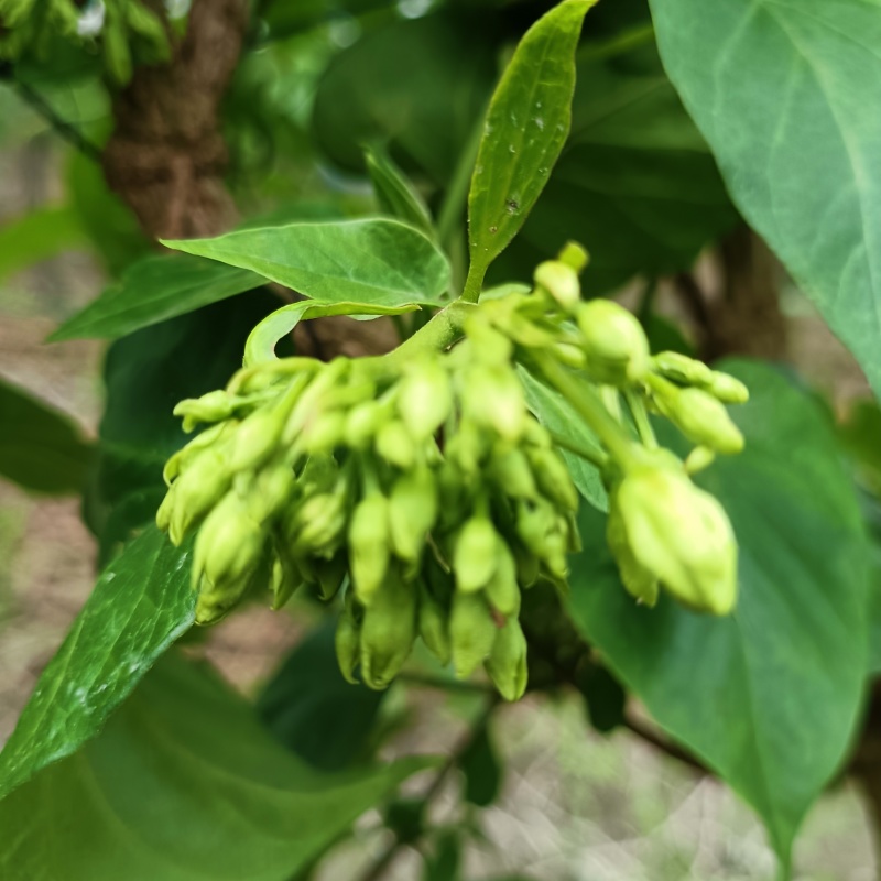 食用夜香花