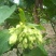 食用夜香花