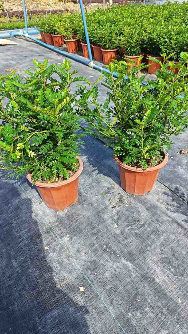 胡椒木，7斤袋10斤袋盆苗，各种规格，大量低价出售