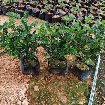 胡椒木，7斤袋10斤袋盆苗，各种规格，大量低价出售