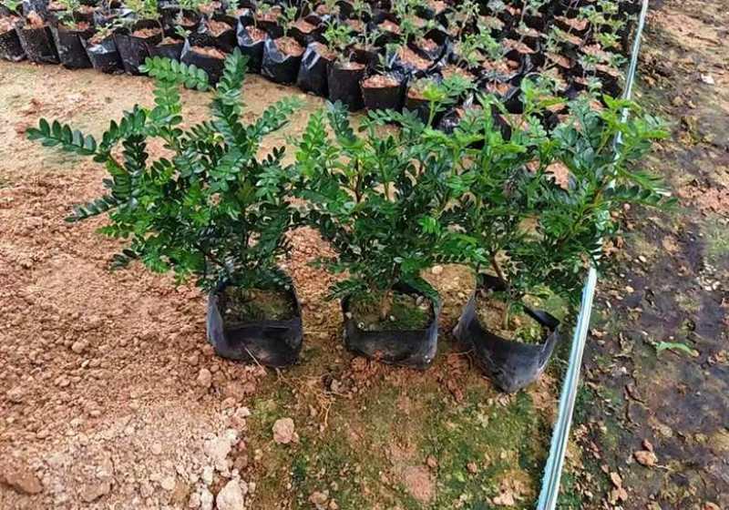 胡椒木，7斤袋10斤袋盆苗，各种规格，大量低价出售