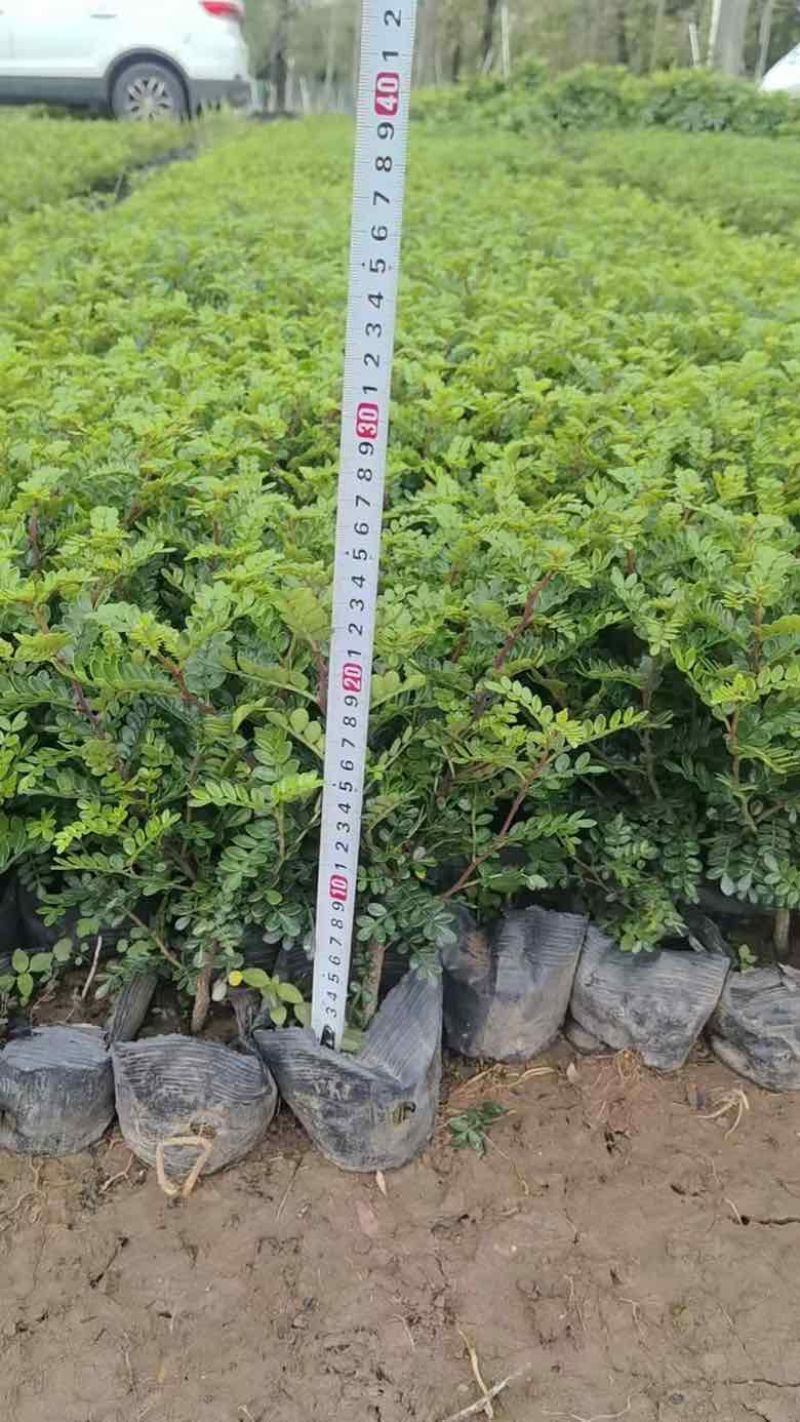胡椒木，7斤袋10斤袋盆苗，各种规格，大量低价出售