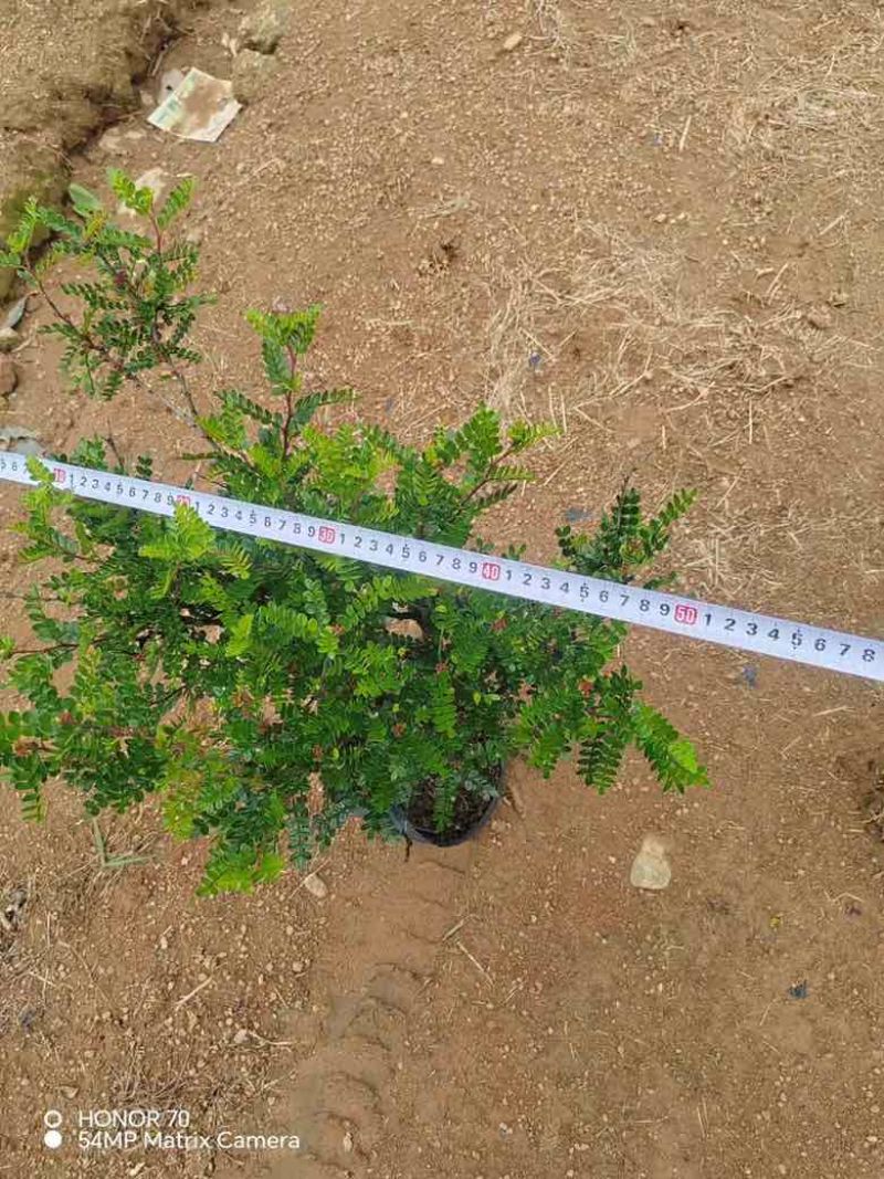 胡椒木，7斤袋10斤袋盆苗，各种规格，大量低价出售