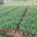 胡椒木，7斤袋10斤袋盆苗，各种规格，大量低价出售