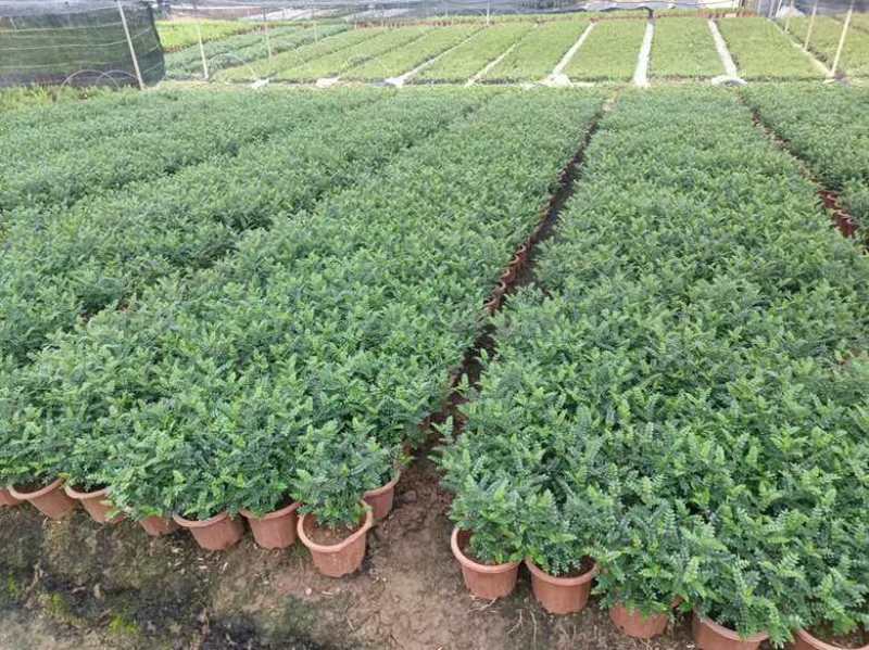胡椒木，7斤袋10斤袋盆苗，各种规格，大量低价出售