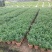 胡椒木，7斤袋10斤袋，大量低价出售