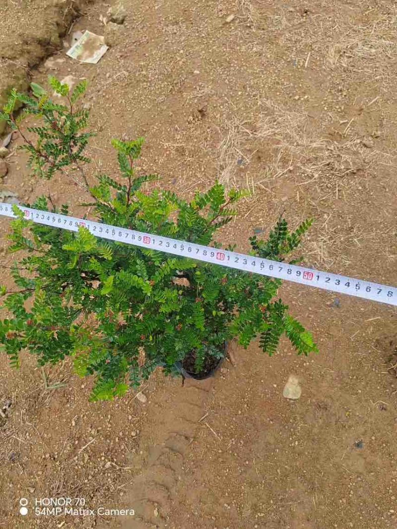 胡椒木，7斤袋10斤袋，大量低价出售