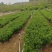 胡椒木，7斤袋10斤袋，大量低价出售