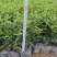 胡椒木，7斤袋10斤袋，大量低价出售