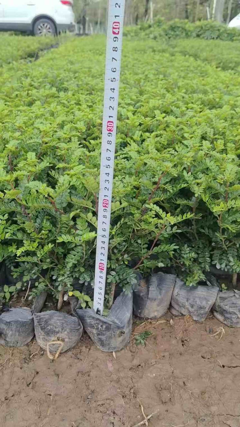 胡椒木，7斤袋10斤袋，大量低价出售