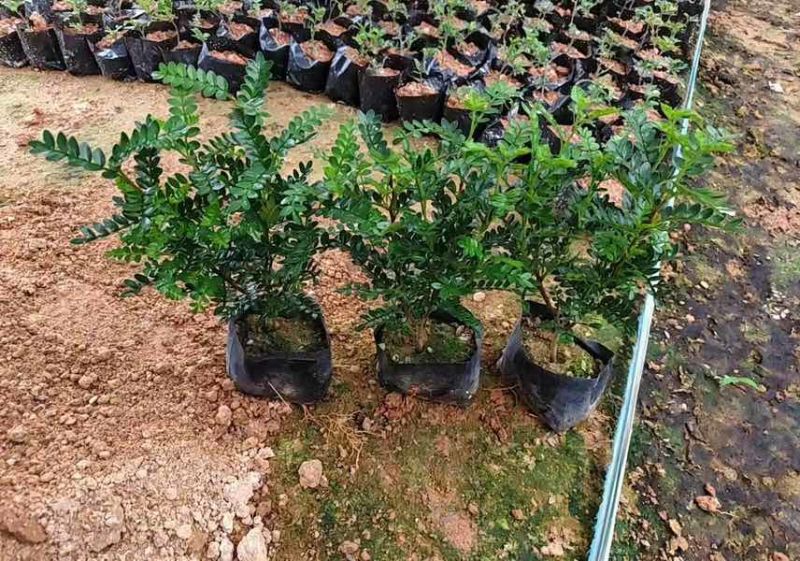 胡椒木，7斤袋10斤袋，大量低价出售