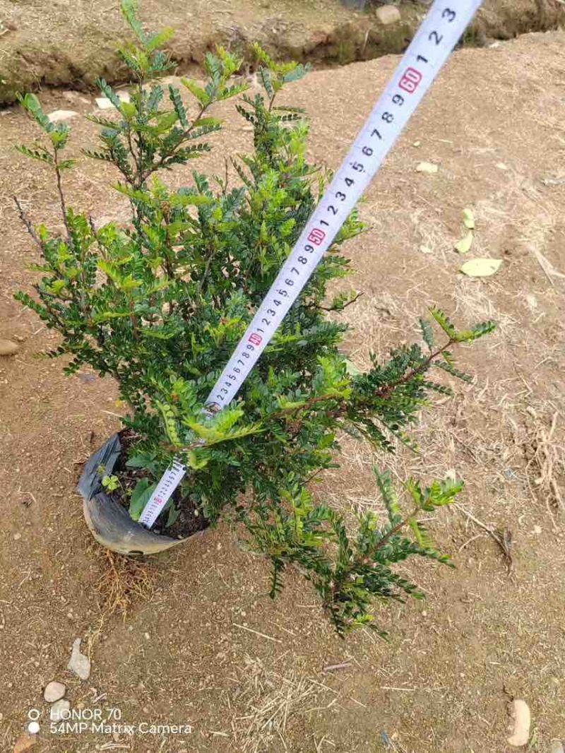 胡椒木，7斤袋10斤袋，大量低价出售