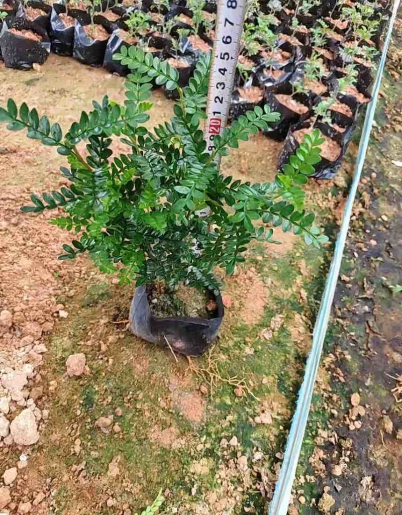 胡椒木，7斤袋10斤袋，大量低价出售