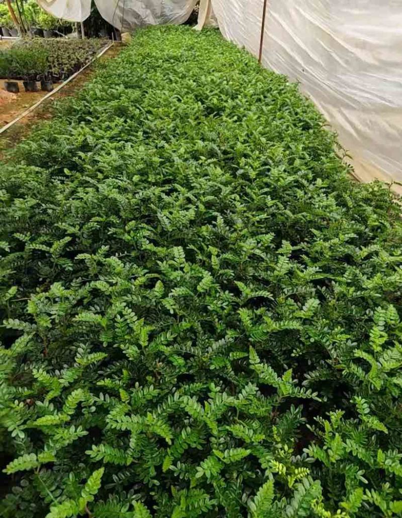 胡椒木，各种规格，大量低价出售