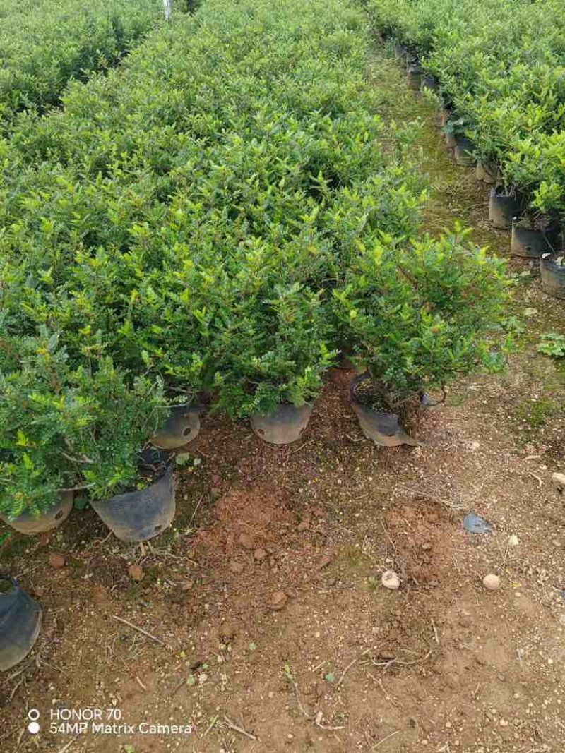 胡椒木，各种规格，大量低价出售