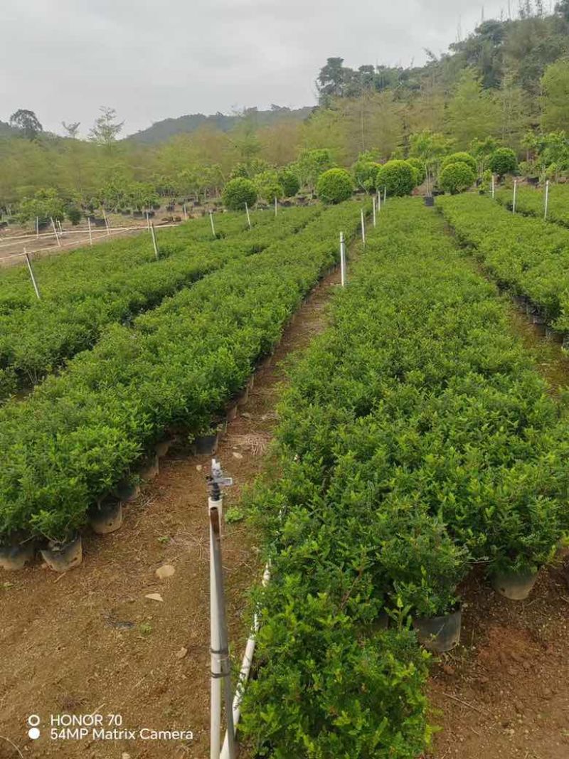 胡椒木，各种规格，大量低价出售