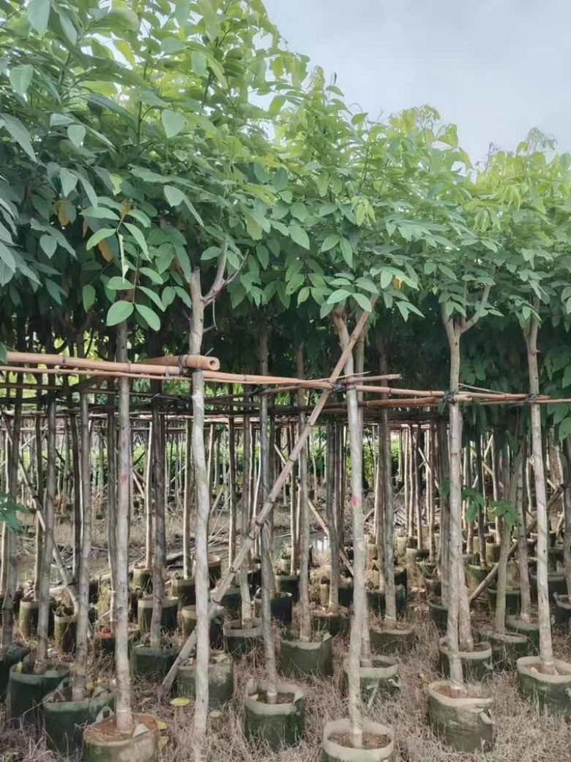 腊肠树3-18分，各种规格，大量低价出售