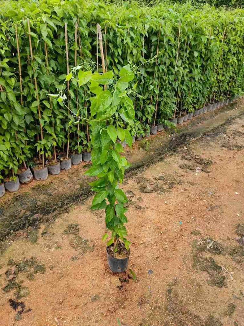 炮仗花，7斤袋，10斤袋，大量低价出售