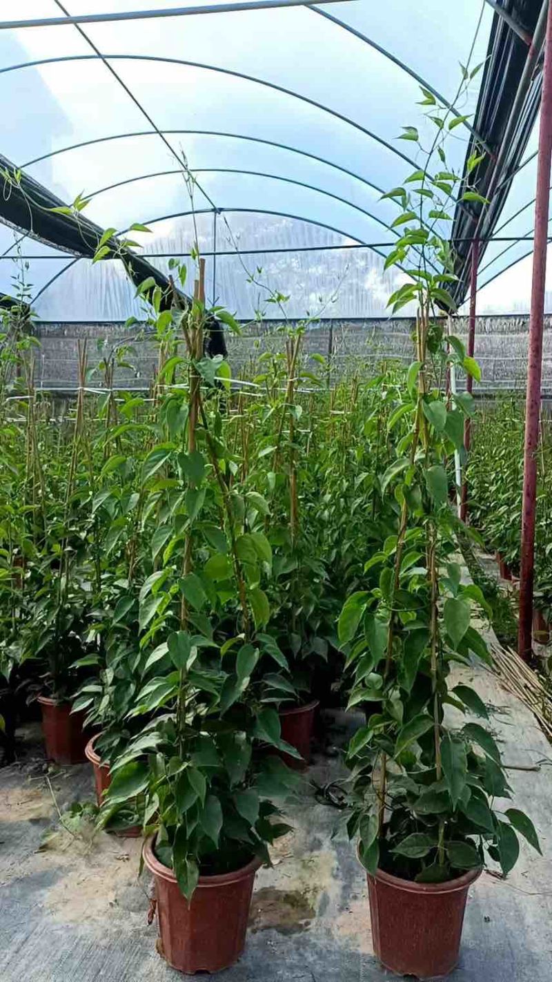 炮仗花，7斤袋，10斤袋，大量低价出售