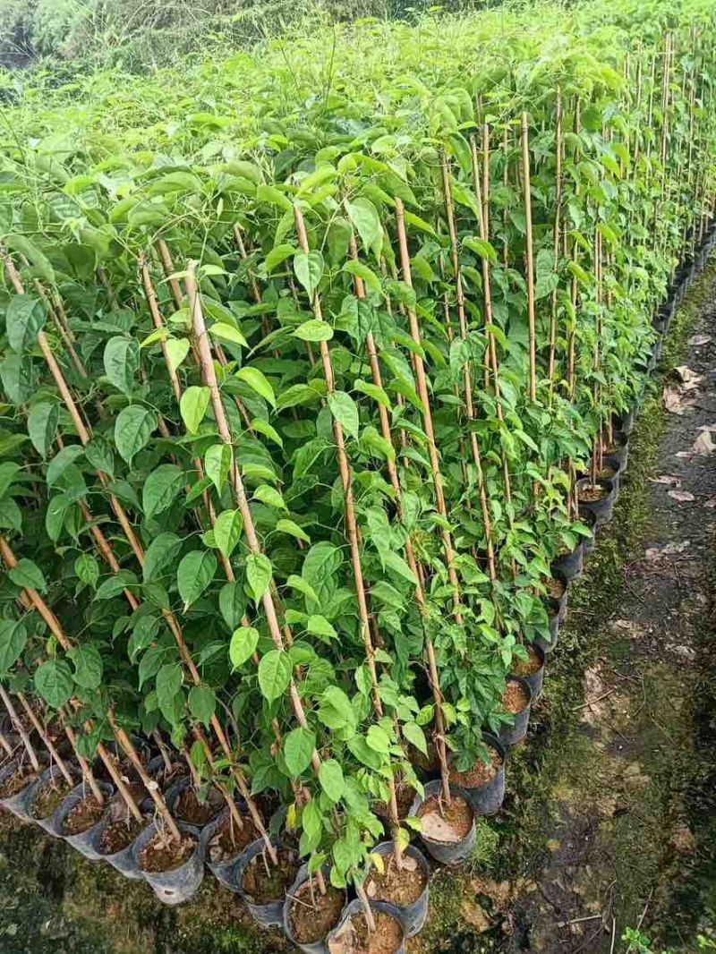炮仗花，7斤袋，10斤袋，大量低价出售