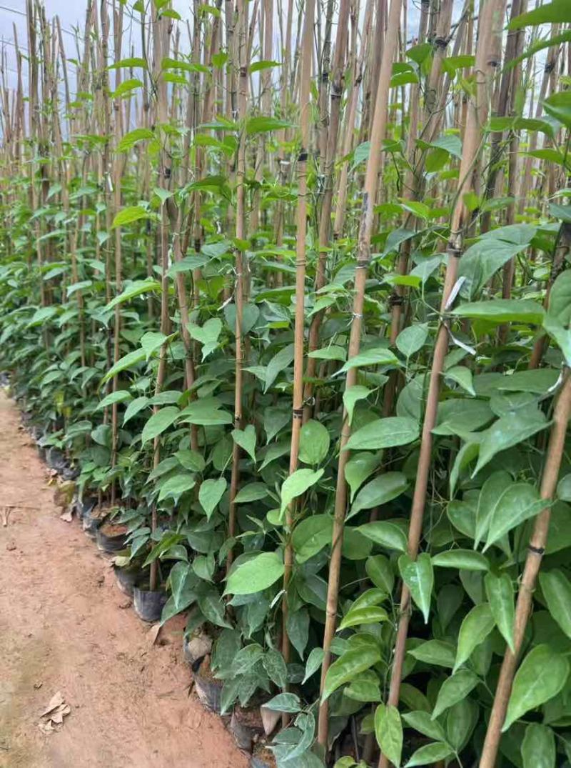 炮仗花，7斤袋，10斤袋，大量低价出售