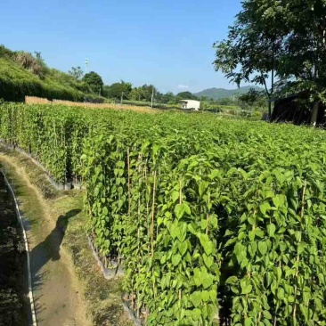 炮仗花，7斤袋，10斤袋，大量低价出售