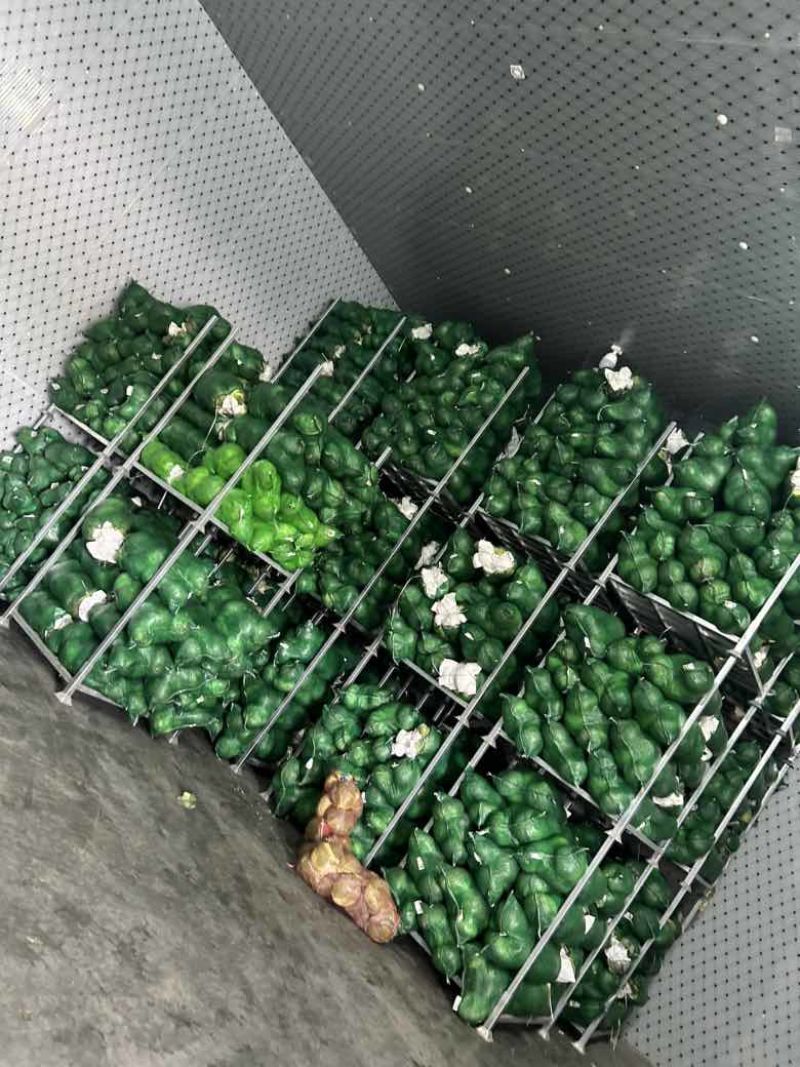 扁包，甘蓝，产地直发，货源充足，需要的联系我