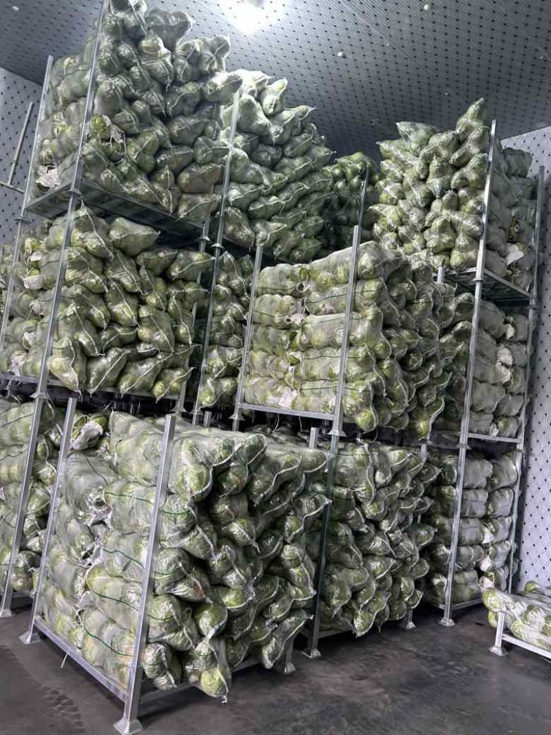 扁包，甘蓝，产地直发，货源充足，需要的联系我