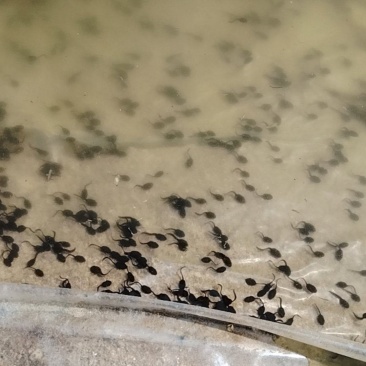 想卖蟾蜍蝌蚪100万尾