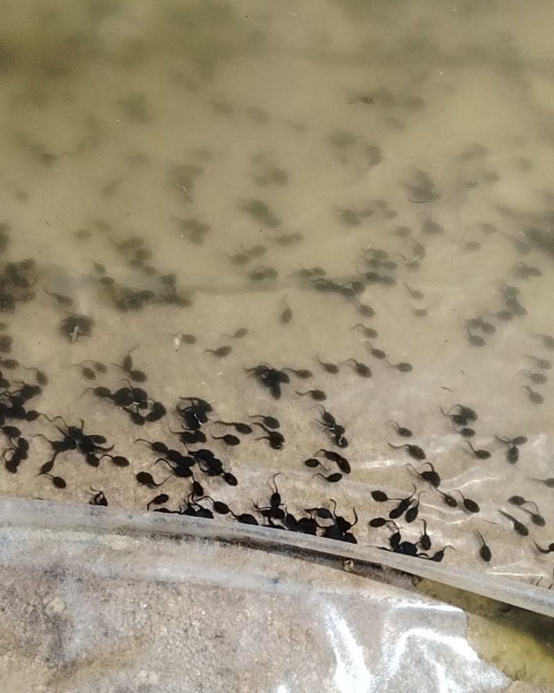 想卖蟾蜍蝌蚪100万尾