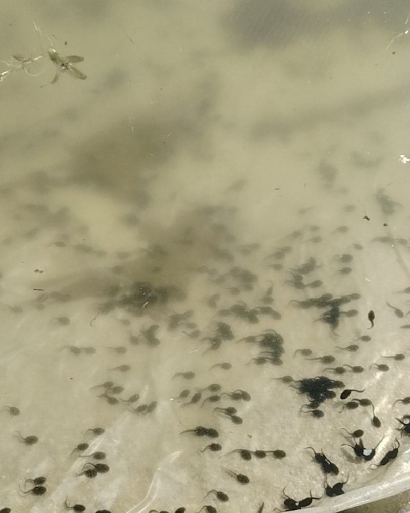 想卖蟾蜍蝌蚪100万尾