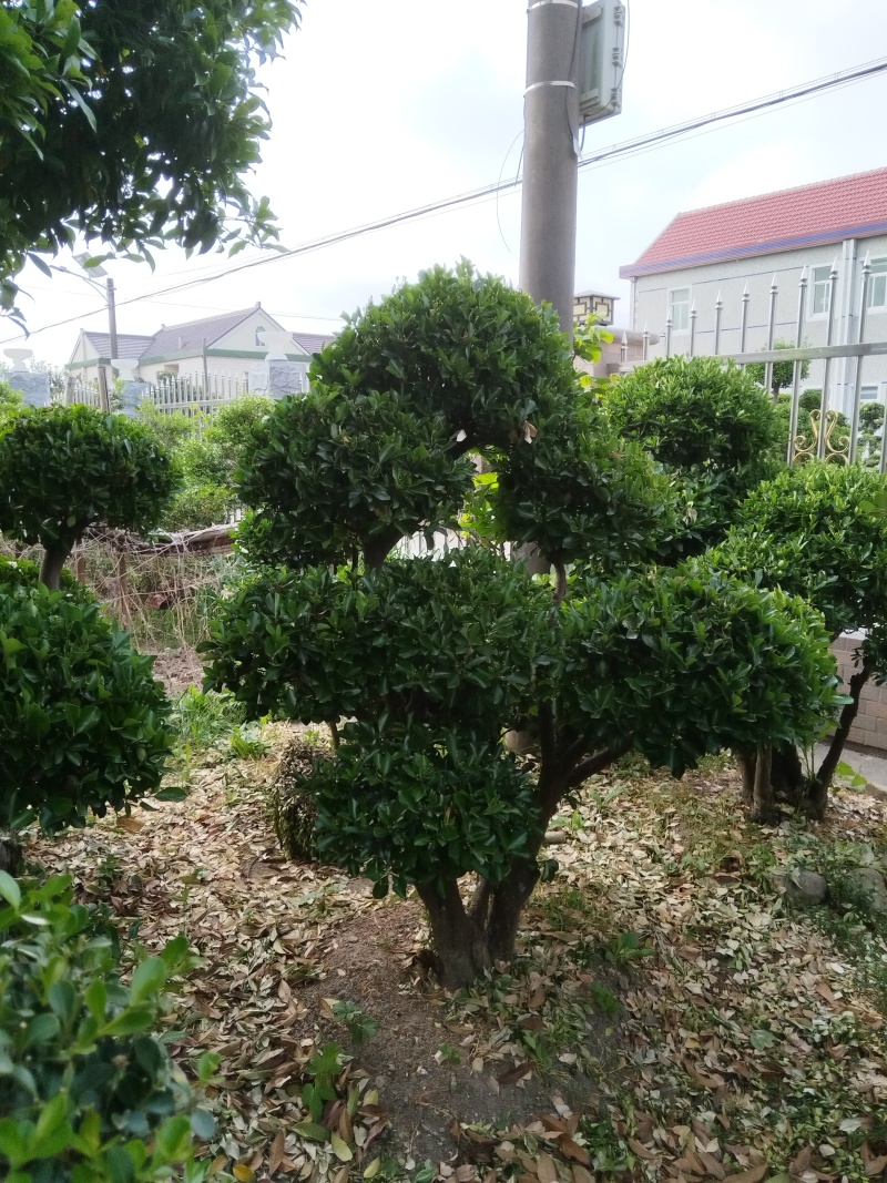 精品北海道黄杨老桩。